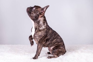 Pozisyon defada kahverengi Fransız buldozer