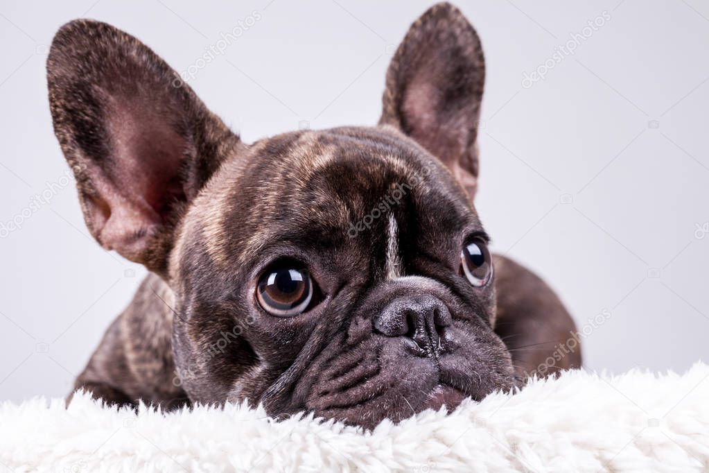 Brown french bulldog in lying position