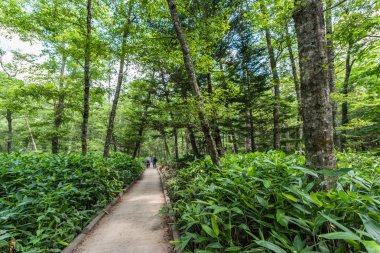 Yaz orman manzara, Japonya'da Kamikochi yolu