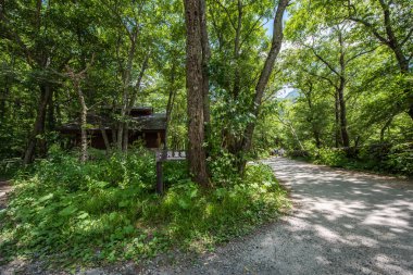 Yaz orman manzara, Japonya'da Kamikochi yolu
