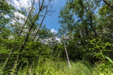 Yaz orman manzara, Japonya'da Kamikochi yolu