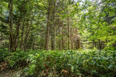 Yaz orman manzara, Japonya'da Kamikochi yolu