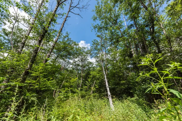 Yaz orman manzara, Japonya'da Kamikochi yolu
