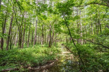 Yaz orman manzara, Japonya'da Kamikochi yolu