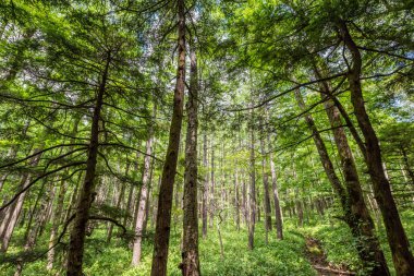 Yaz orman manzara, Japonya'da Kamikochi yolu