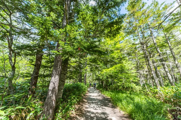 Sommer-Waldlandschaft, Pfad bei Kamikochi in Japan — Stockfoto