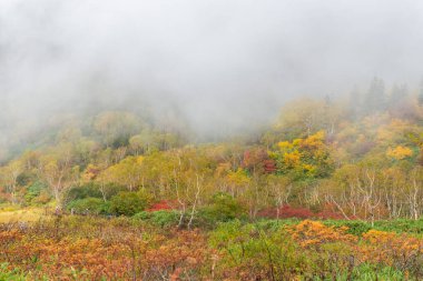 Nagono, Ottari köyündeki Tsugaike doğa parkı