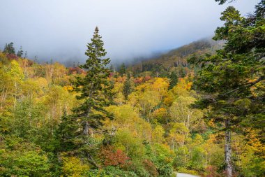 Nagono, Ottari köyündeki Tsugaike doğa parkı