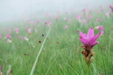 Cosmos çiçek alan tarafından sis kaplı