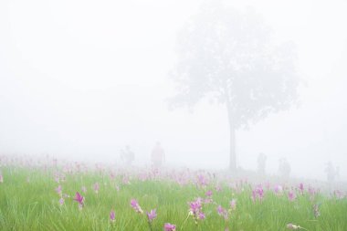 Cosmos çiçek alan tarafından sis kaplı