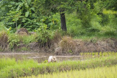 Kırsal Tayland pirinç tarlaları,