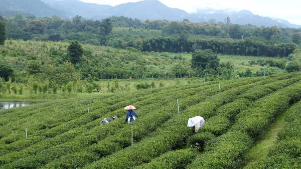 Farmers  picking tea leaves in tea plantation