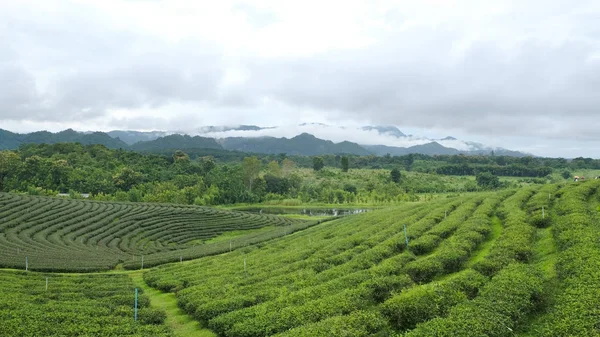 Landscapes of green tea plantation OOlong Tea plantations. Chui Fong in Chiang Rai in Northern Thailand