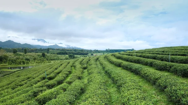 Landscapes of green tea plantation OOlong Tea plantations. Chui Fong in Chiang Rai in Northern Thailand