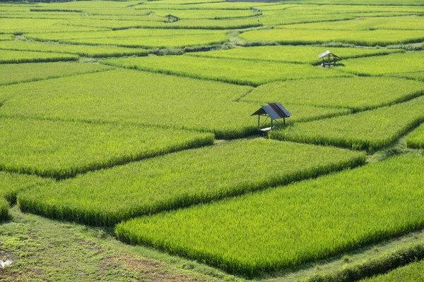 Reisfeld Aus Der Vogelperspektive Der Provinz Nan Thailand — Stockfoto