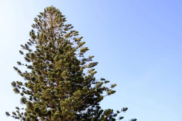 Höga Barrträd Mot Den Blå Himlen — Stockfoto