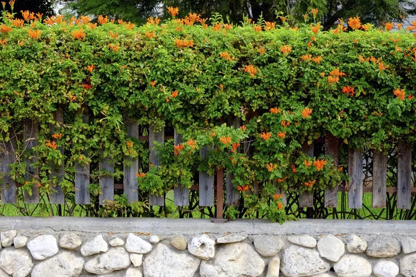 Clôture Une Maison Privée Avec Verdure Fleurs — Photo