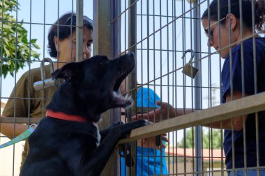 İsrail - Netanya, 27 Ekim 2017: Yetişkin melez köpek köpek köpek kulübesi bir kafeste oturur