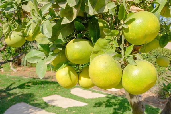 Grapefruit tree with ripening fruits of grapefruit in Israel