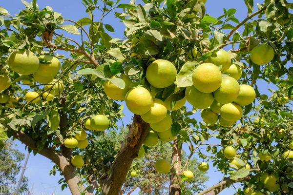 Grapefruit tree with ripening fruits of grapefruit in Israel