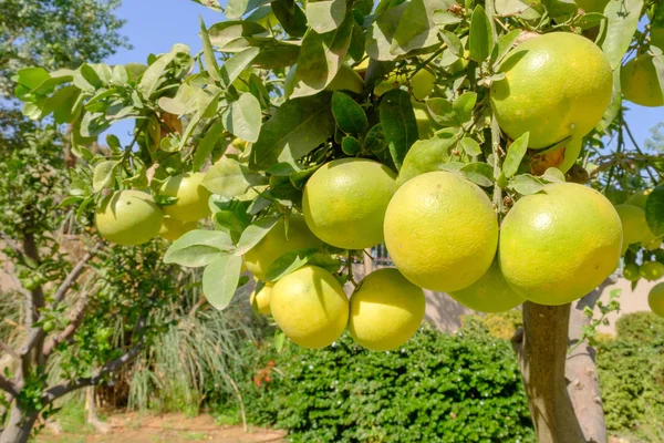 Grapefruit tree with ripening fruits of grapefruit in Israel