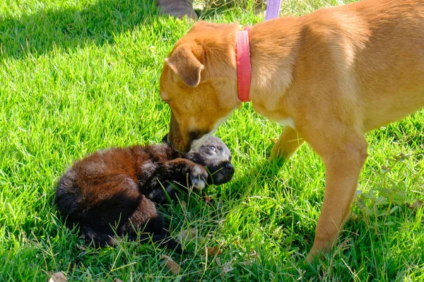 Chien Adulte Laisse Tient Sur Herbe Renifle Petit Chiot Noir — Photo