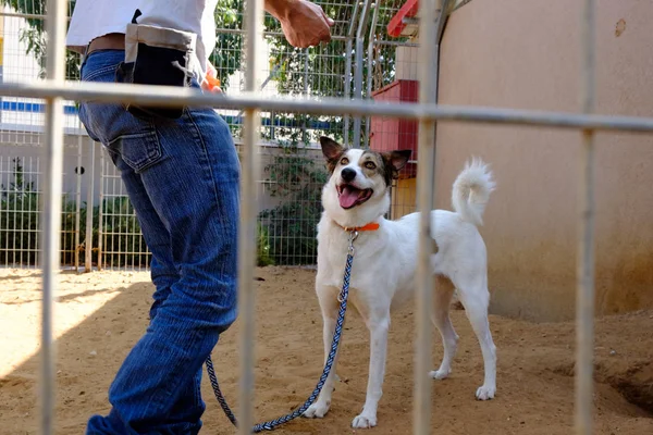 Hombre Está Entrenando Perro Recinto — Foto de Stock