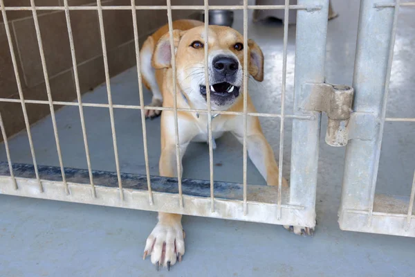 Perro Adulto Mestizo Triste Sentado Una Jaula Una Perrera — Foto de Stock