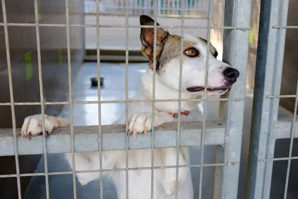 Dog Adult Mongrel Sad Sitting Cage Dog Kennel — Stock Photo, Image