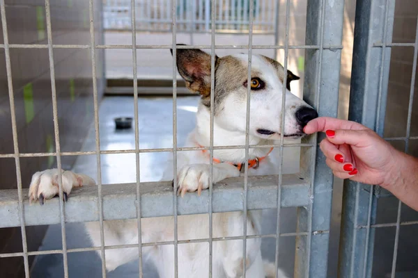 Perro Adulto Mestizo Triste Sentado Una Jaula Una Perrera — Foto de Stock