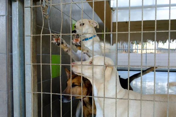 Perro Adulto Mestizo Triste Sentado Una Jaula Una Perrera — Foto de Stock