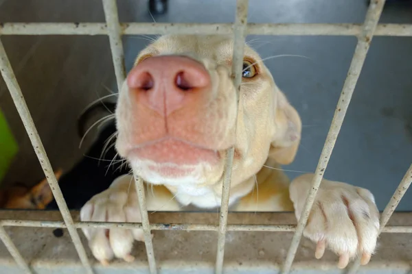 Σκυλί Ενηλίκων Μιγάς Λυπημένος Καθισμένο Ένα Κλουβί Ένα Ρείθρο Σκυλιών — Φωτογραφία Αρχείου