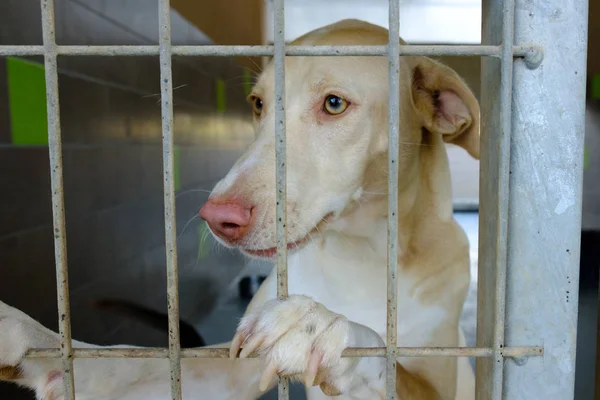 Perro Adulto Mestizo Triste Sentado Una Jaula Una Perrera — Foto de Stock