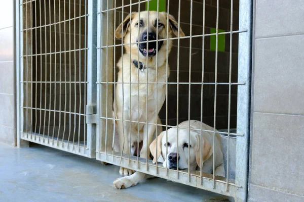 Perro Adulto Mestizo Triste Sentado Una Jaula Una Perrera — Foto de Stock