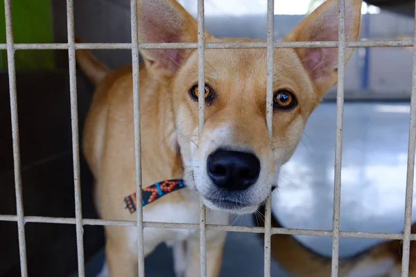 Σκυλί Ενηλίκων Μιγάς Λυπημένος Καθισμένο Ένα Κλουβί Ένα Ρείθρο Σκυλιών — Φωτογραφία Αρχείου