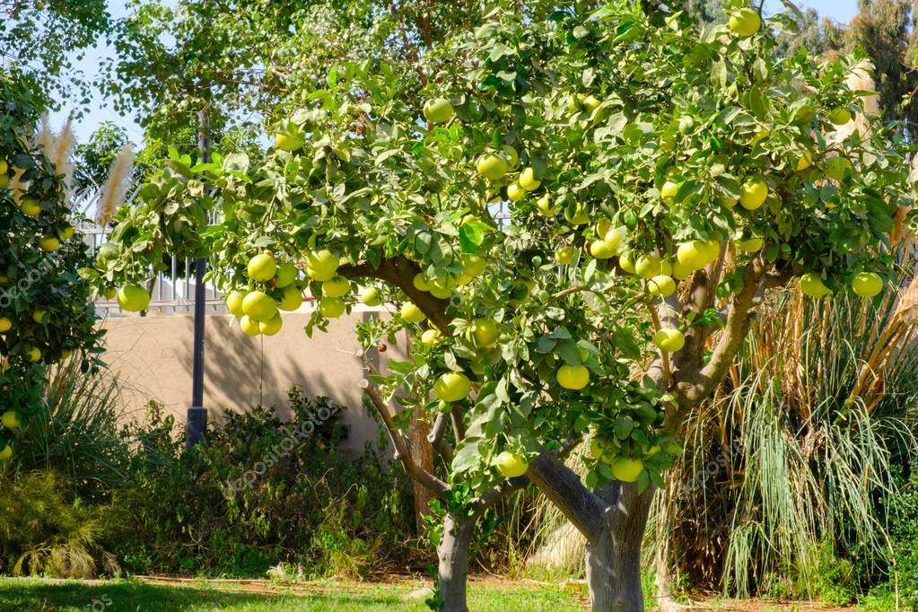 Árbol de pomelo con frutos maduros de pomelo en Israel 2024