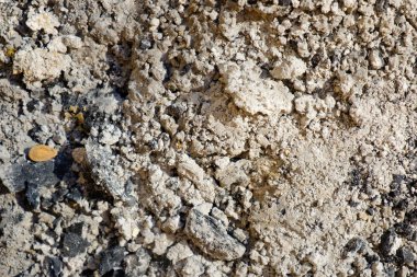 Ağaç gövdesi dokusu