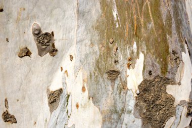 Ağaç gövdesi dokusu