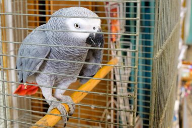 büyük bir gri papağan bir levrek kafeste oturan