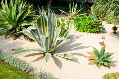 güzel bir bahçede harika aloe büyür