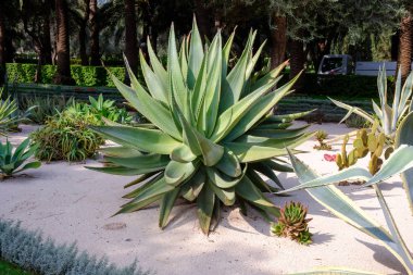 güzel bir bahçede harika aloe büyür