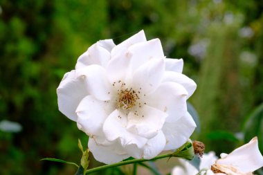 Bahçede büyüyen güzel beyaz çiçek