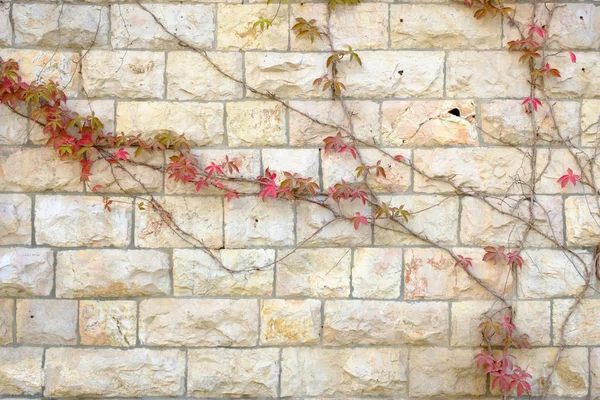 Textura Una Antigua Muralla Piedra Una Antigua Ciudad Arbusto Rojo —  Fotos de Stock