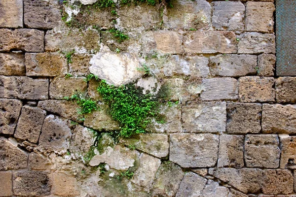 Textura Uma Antiga Parede Pedra Uma Cidade Antiga Arbusto Verde — Fotografia de Stock