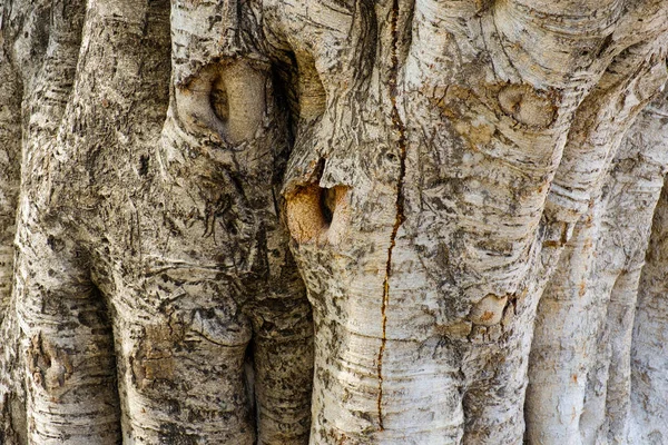 Tekstura Pnia Drzewa — Zdjęcie stockowe