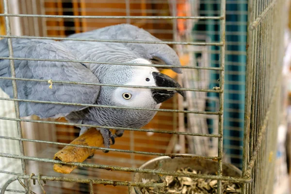 a big gray parrot is sitting on a perch in a cage