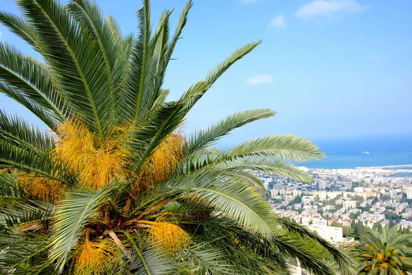 palm tree and top view of Haifa