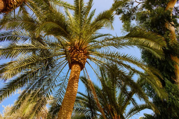 Beaucoup Beaux Grands Palmiers Contre Ciel Bleu — Photo