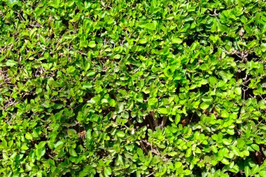 Yeşil yaprak güzel duvar