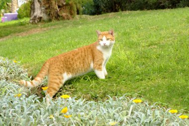 Kızıl saçlı beyaz kedi İsrail çim ve kamera bakar